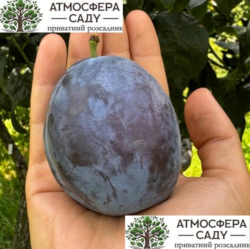 Слива Амерс 