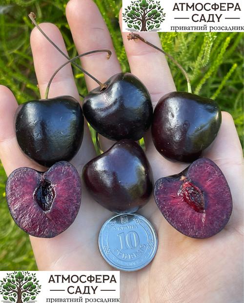 Черешня Кордия 