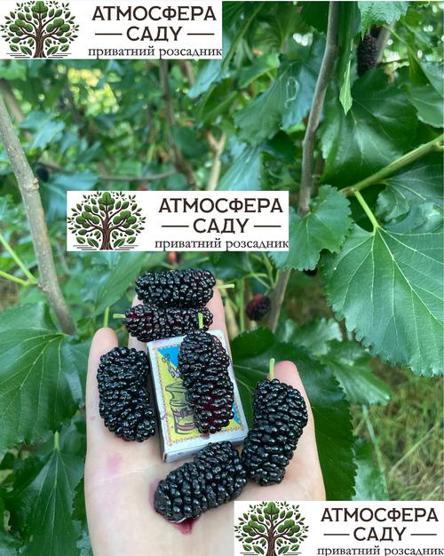 Шелковица чёрная Великан - до 5 см