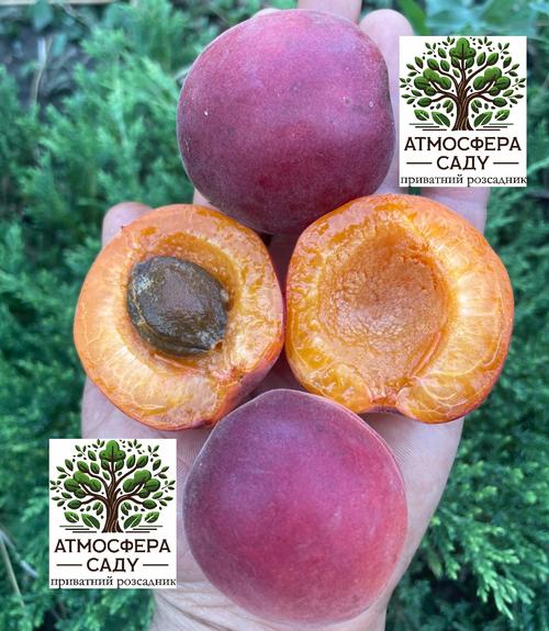 Абрикоса Дженгат 