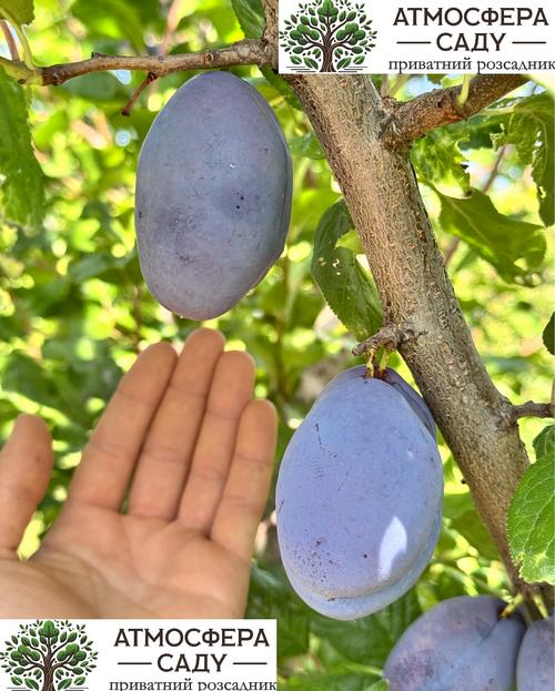 Слива Фиделиа 