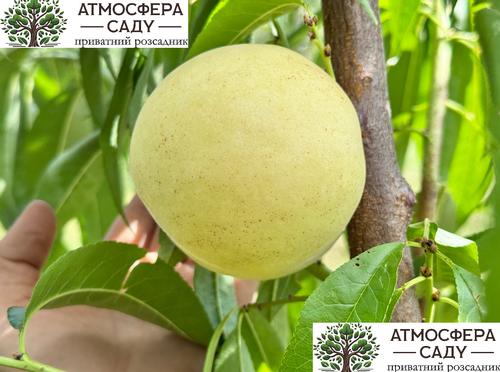 Персик Айс Пич - беломясый 