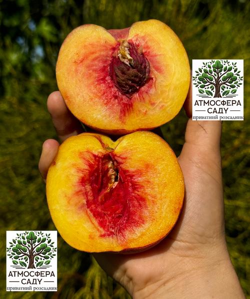 Персик Симфония — жёлтомясый 