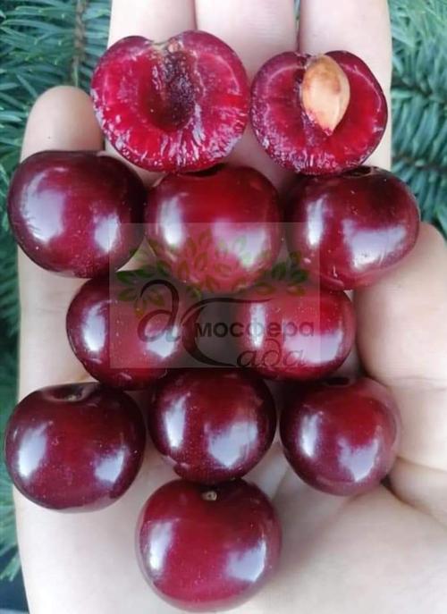 Вишня Встреча 