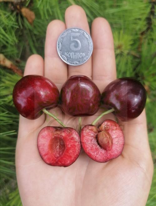 Черешня Джерело 