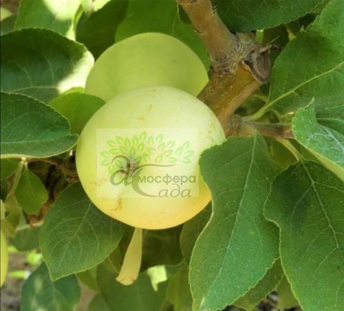 Яблоня Донешта 