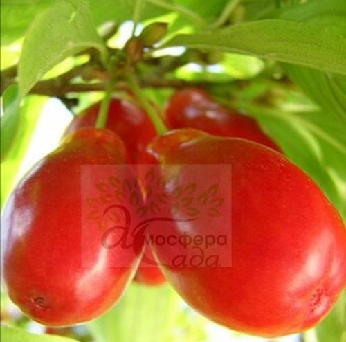 Кизил Костя 