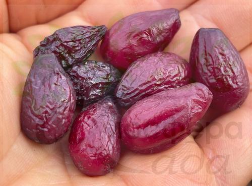 Кизил Николка 