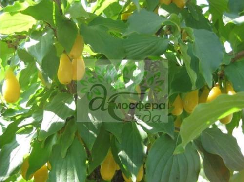 Кизил Нежный 