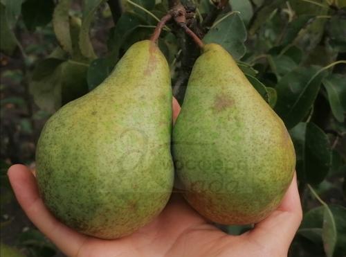 Груша Ноябрская 