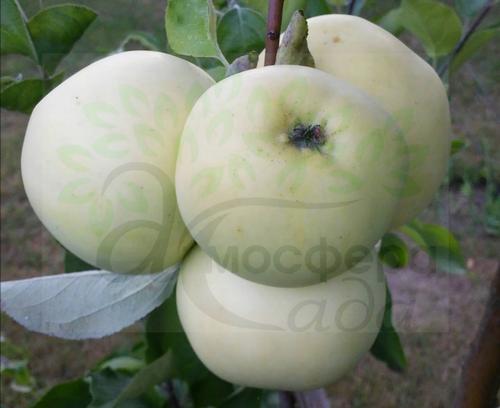 Яблоня Папировка 