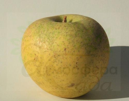 Яблоня Питмастон 