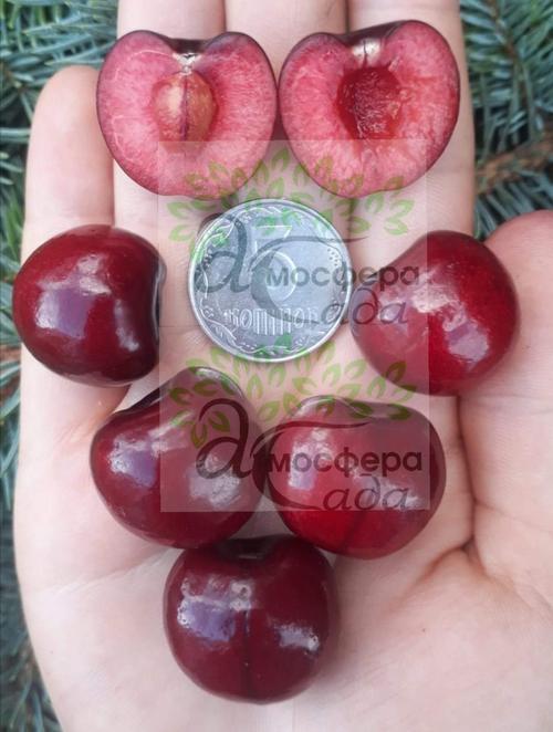 Черешня Стаккато 