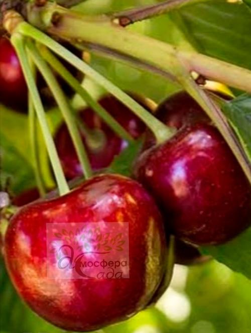 Черешня Тамара 