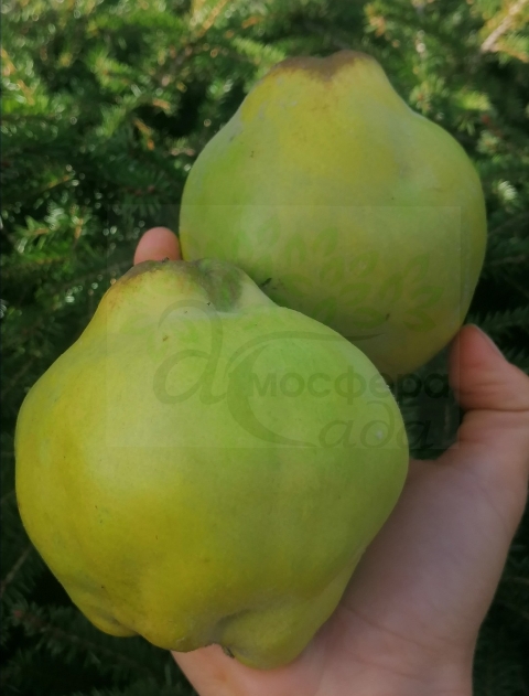 Айва Триумф 