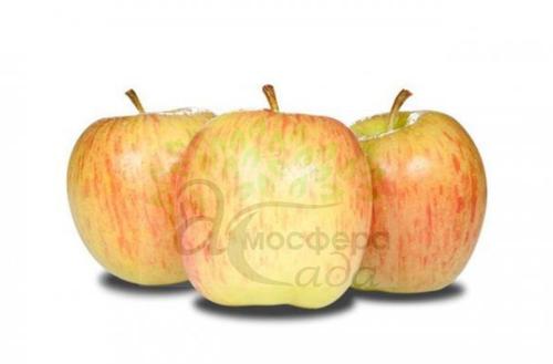 Яблоня Целесте 
