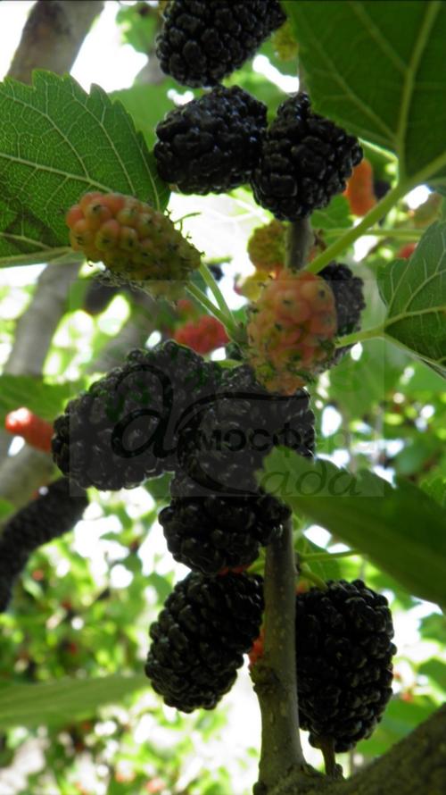 Шелковица чёрная Шелли - до 5 см