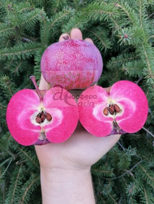 Яблоня красномясая Эра 