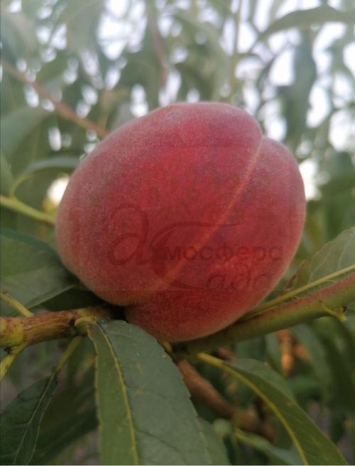 Персик Юлия — жёлтомясый 