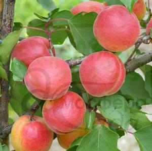 Абрикоса Конгат 