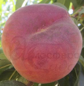 Персик инжирный Плейн Джем - жёлтомясый