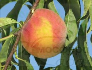 Персик Флеминг Фьюри PF-17 - жёлтомясый 