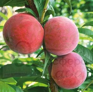 Персик Флеминг Фьюри PF-24 - С (Cold Hardy) - жёлтомясый 