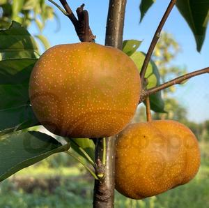 Груша азиатская Хаятама 