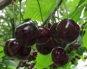 Черешня Карина 