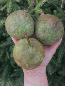 Колоновидная груша ГФ-2 