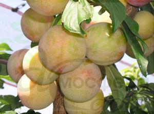 Диплоидная слива Ти Си Сан (То Че Сан) 