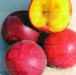 Гибрид Бирикокколо Гигант Ди Будрио (50% абрикоса и 50 % сливы) 