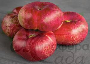 Нектарин инжирный Ориола - жёлтомясый