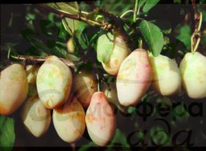 Слива Типала 