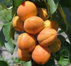 Абрикос колоновидный Принц Март 