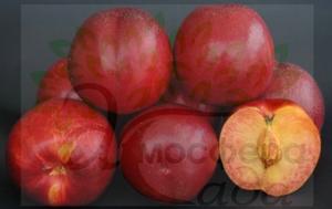 Нектарин Rebus-028 - жёлтомясый