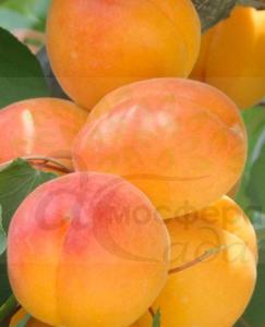 Абрикоса Лука 