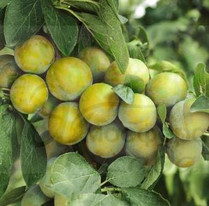 Слива Онтарио 