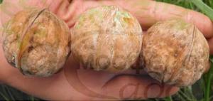 Орех Яровской 