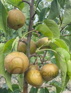 Груша азиатская Милениум 