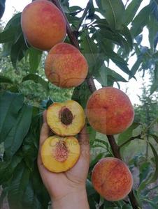 Персик Фрост — жёлтомясый 