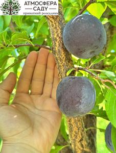 Диплоидная алыча (слива) Эрли Квин 