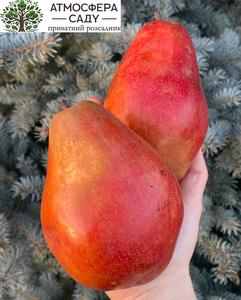 Груша Алессия 