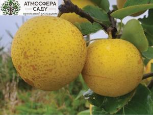 Груша азиатская Дриппин Хани 