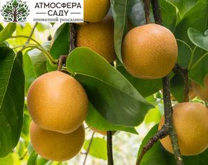 Груша азиатская Шинко 