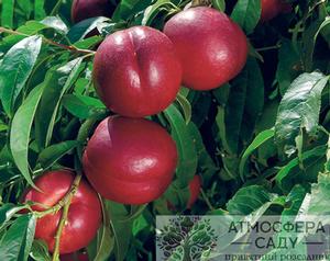 Нектарин Конквет 