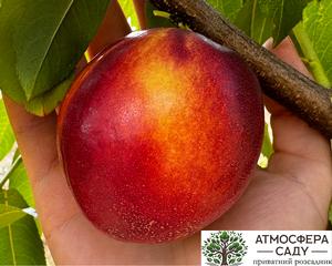 Нектарин Биг Топ жёлтомясый