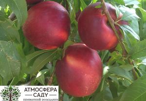 Нектарин Гарофа 