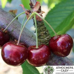 Черешня Нимба 