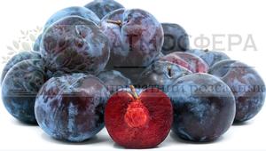 Диплоидная слива Блэк Сплэндор 